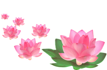 lotus blumen